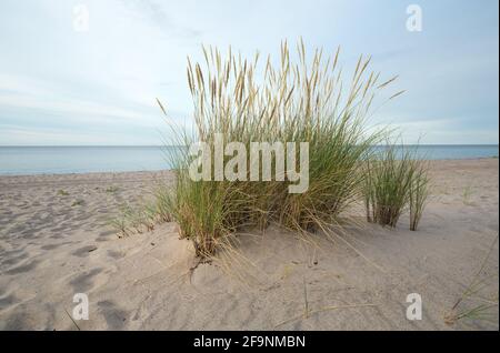 Europäisches Marrammgras, Ammophila arenaria wächst im Sand am Strand, Ozean im Hintergrund Stockfoto