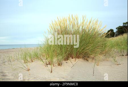 Europäisches Marrammgras, Ammophila arenaria wächst im Sand am Strand, Ozean im Hintergrund Stockfoto