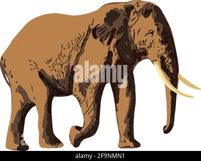 Realistischer Elefant isoliert auf weißem Hintergrund. Handgezeichnetes afrikanisches Tier. Savannah Tiere. Stock Vektor