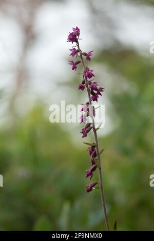 Blühender dunkelroter Helleborin, Epipactis atrorubens Stockfoto