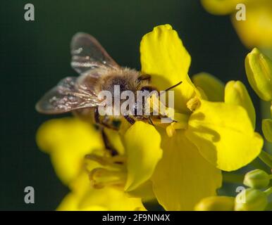 Detail der Biene oder Honigbiene in Latein APIs Mellifera, europäische oder westliche Honigbiene, die auf einer gelben Blume des Raps sitzt Stockfoto