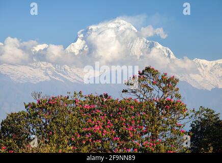 Blick auf den Mount Dhaulagiri vom Aussichtspunkt auf den Poon Hill und den roten Rhododendron, die Himalaya-Berge Nepals Stockfoto