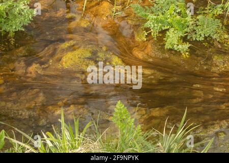 Intime Landschaft mit lebhaften grünen Algen in einem langsam sich bewegenden Bach Stockfoto