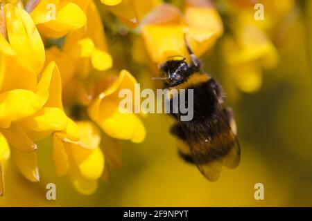 Makroansicht einer mit Pollen bedeckten britischen Bumblebee, die Nektar von einer Coronilla valentina glauca citrina / Scorpion Vetch Pflanze trinkt, Essex, Großbritannien, Stockfoto