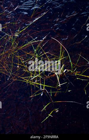 Moorgräser stochen in einem Pool auf den Pennine Moors in Nordengland durch ein dünnes Eis. Stockfoto