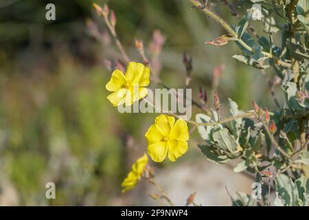 Gelbe Felsenrose, Halimium atriplicifolium, mediterrane Pflanze, blühend, Andalusien, Spanien. Stockfoto