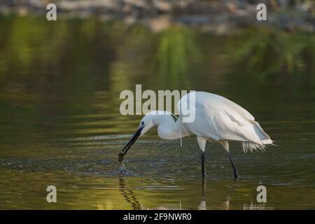 Kleiner Reiher, Egretta garzetta an einem Fluss, der im Frühjahr füttert, Andalusien, Spanien. Stockfoto