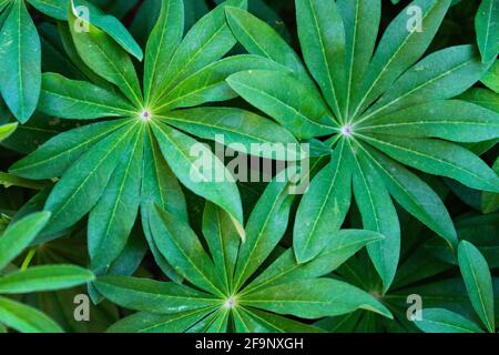 Grüne Blätter von Lupin. Schöne Zusammensetzung ungewöhnlicher Blätter Stockfoto