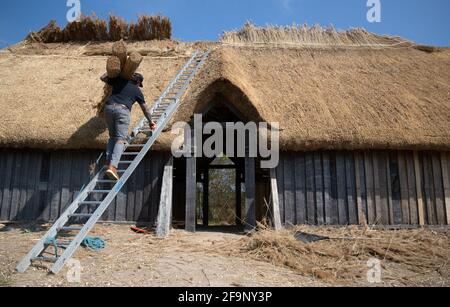 Meister Thatcher Lyle Morgans arbeitet auf dem Dach einer neuen sächsischen Halle auf der Butser Ancient Farm in Hampshire. Es basiert auf einem angelsächsischen Hallhaus aus dem 7. Jahrhundert, das in der Nähe des nahegelegenen Dorfes Chalton gefunden wurde und wird mit traditionellen Holzrahmen- und Strohtechniken unter Verwendung von 3.5 Tonnen Schilfstroh auf dem Dach gebaut. Bilddatum: Dienstag, 20. April 2021. Stockfoto