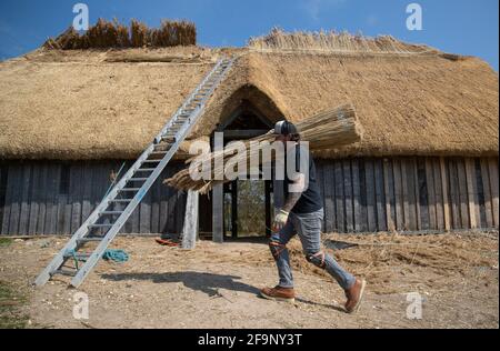 Meister Thatcher Lyle Morgans arbeitet auf dem Dach einer neuen sächsischen Halle auf der Butser Ancient Farm in Hampshire. Es basiert auf einem angelsächsischen Hallhaus aus dem 7. Jahrhundert, das in der Nähe des nahegelegenen Dorfes Chalton gefunden wurde und wird mit traditionellen Holzrahmen- und Strohtechniken unter Verwendung von 3.5 Tonnen Schilfstroh auf dem Dach gebaut. Bilddatum: Dienstag, 20. April 2021. Stockfoto