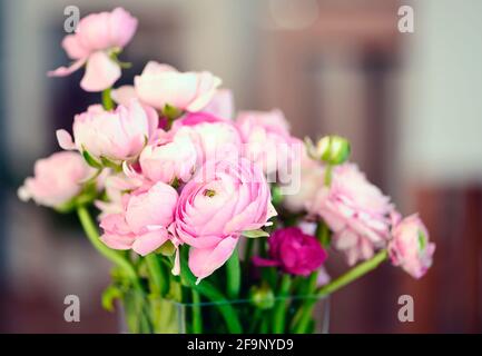 Persische Butterblume in einer Vase aus nächster Nähe. Stockfoto