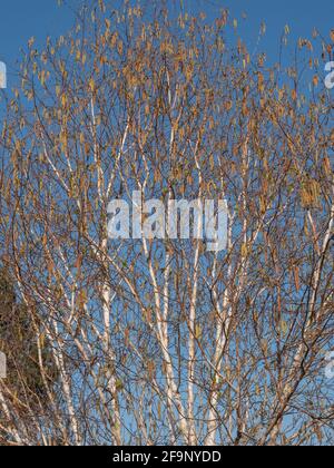 Betula pendula Zweige und Samen im April gegen einen blauen Himmel gesehen. Stockfoto