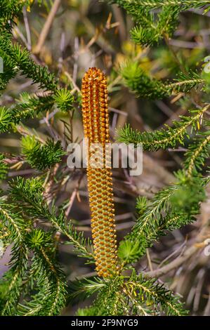 Neu gebildete Heide Banksia Blütenspieß Heide Banksia, (Banksia ericifolia, Laterne Banksia). Blassorange vertikale Blume im privaten australischen Garten. Stockfoto