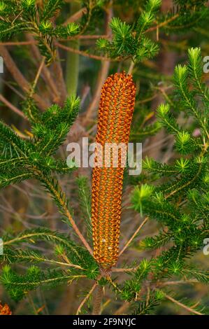 Teilweise offene Heath banksia Blütenspitze (Banksia ericifolia, Laternenbanksia). Orangefarbene vertikale Blume im privaten australischen Garten. Stockfoto