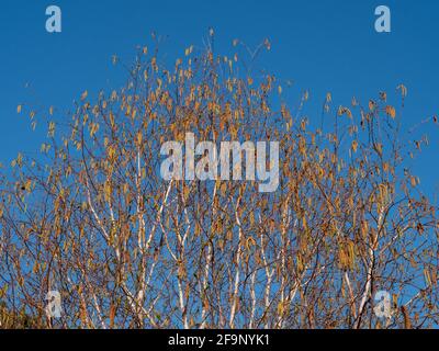 Betula pendula Zweige und Samen im April gegen einen blauen Himmel gesehen. Stockfoto