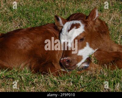 Liebenswerte neugeborene braune und weiße Kälber, die auf einem grasbewachsenen Feld auf einer Farm in Queensland, Australien, liegen. Stockfoto