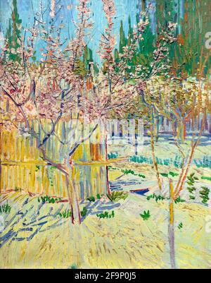 Aprikosenbäume in Blossom, Vincent van Gogh, 1888, Stockfoto