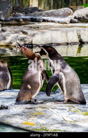 Humboldt-Pinguin (Spheniscus Humboldti) Stockfoto