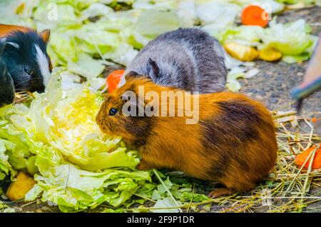 Eine Gruppe von Meerschweinchen isst Gemüse. Stockfoto