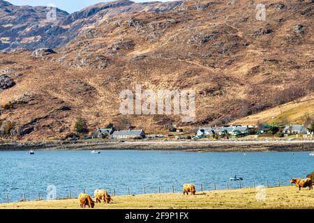 GLENELG HIGHLANDS SCHOTTLAND ANSICHT VON ARNISDALE HÄUSER HIGHLAND KÜHE UND DORF ÜBER LOCH HOURN Stockfoto