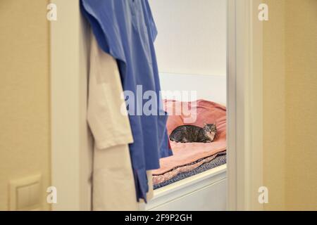 Doktor Kleidung auf einem Kleiderbügel und eine Katze in einem Leeres Zimmer ohne Menschen Stockfoto