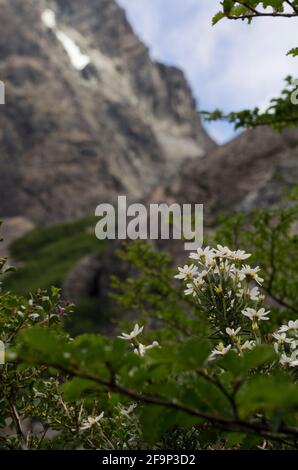 Blumen in den Bergen, Berglandschaft mit Blumen in der argentinischen Bergkette. Auf dem Weg nach frey in bariloche Stockfoto