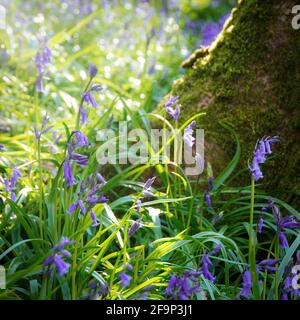 Englischen Bluebells im Wald Stockfoto
