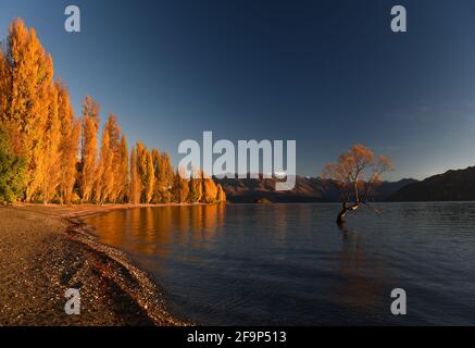 Wanaka. April 2021. Das am 20. April 2021 aufgenommene Foto zeigt die Herbstlandschaft des Lake Wanaka auf der Südinsel Neuseelands. Kredit: Guo Lei/Xinhua/Alamy Live Nachrichten Stockfoto