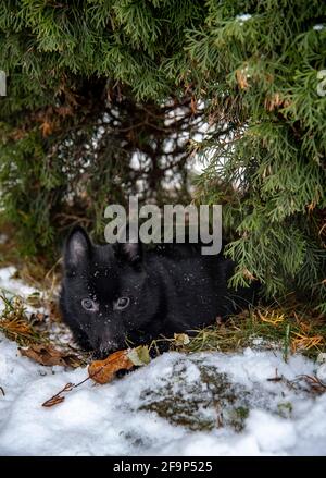 Ein kleiner schwarzer flauschiger Hund der Schipperke-Rasse liegt in einer Schneewehe unter den Zweigen der Thuja. Stockfoto