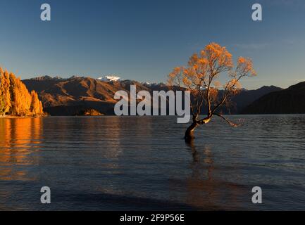 Wanaka. April 2021. Das am 20. April 2021 aufgenommene Foto zeigt die Herbstlandschaft des Lake Wanaka auf der Südinsel Neuseelands. Kredit: Guo Lei/Xinhua/Alamy Live Nachrichten Stockfoto