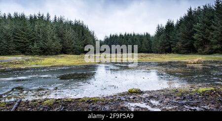 Ein Panoramablick auf den wasserdurchfluten Boden in den Davidstow Woods auf dem stillgestandenenWeltkrieg RAF Davidstow Airfield auf Bodmin Moor in Cornwall. Stockfoto