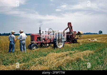 Zwei Farmarbeiter untersuchen Anfang der 1950er Jahre eine Probe ihrer Weizenernte auf einem Feld auf einem Bauernhof in den USA. Der Traktor und die Ernteausrüstung sind Schreibwaren während der Übertragung. Säcke mit Getreide liegen hinter der Ausrüstung. Dieses Bild stammt von einem alten amerikanischen Amateur Kodak Farbtransparenz – einem Vintage-Foto aus den 1950er Jahren. Stockfoto