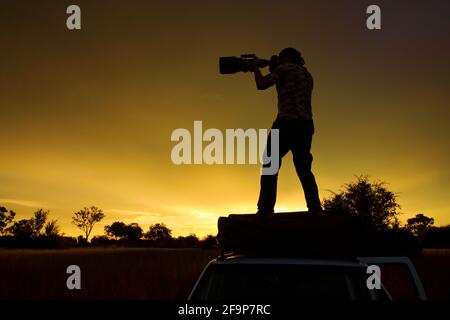Photogrqapher mit großem Teleobjektiv in der afrikanischen Savanne, Moremi, Okavango Delta, Afrika. Orangefarbener Abend auf Safari. Mann, der auf dem Auto auf dem Th steht Stockfoto