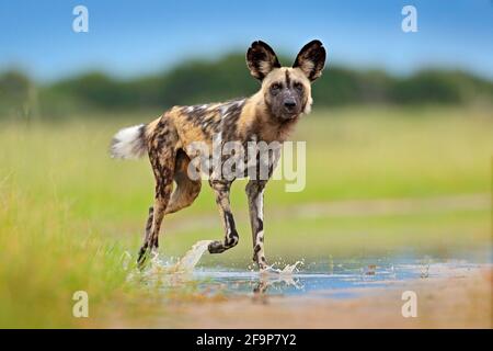 Wildtiere aus Sambia, Mana Pools. Afrikanischer Wildhund, unterwegs im Wasser. Jagd bemalter Hund mit großen Ohren, schöne wilde Tier. Safari Stockfoto