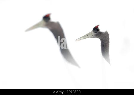 Tanzendes Paar Rotkronenkran mit offenem Flügel im Flug, mit Schneesturm, Hokkaido, Japan. Vogel im Fliege, Winterszene mit Schnee. Schneetanz in der Natur Stockfoto