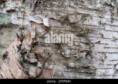 Lockenrinde einer weißen Birke aus der Nähe. Stockfoto