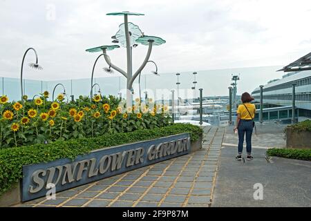 Sunflower Garden Auf Dem Dach Des Terminals 2, Singapore Changi Airport, Singapur Stockfoto