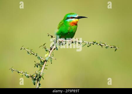 Blauwabenfresser, Merops persicus, Detail eines exotischen grünen und gelben afrikanischen Vogels mit rotem Auge im Naturlebensraum, Okavango, Botswana, Afrika Stockfoto