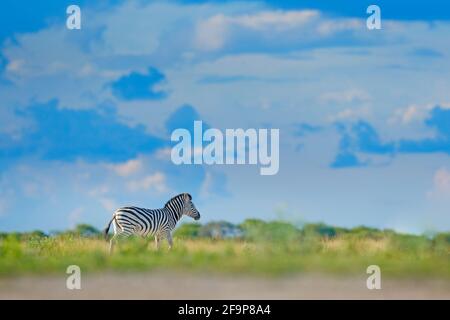 Zebra mit blauem Sturmhimmel mit Wolken. Burchells Zebra, Equus quagga burchellii, Mana Pools, Simbabwe, Afrika. Wildes Tier auf der grünen Wiese. Wildl Stockfoto