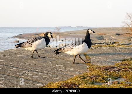 Barnacle Gänse, Branta leucopsis Männchen und Weibchen ernähren sich am Meer in Helsinki, Finnland. 12. April 2021. Stockfoto