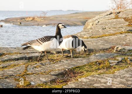 Barnacle Gänse, Branta leucopsis Männchen und Weibchen ernähren sich am Meer in Helsinki, Finnland. 12. April 2021. Stockfoto