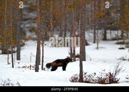 Wolverine im Winter mit Schnee. Seltene Säugetiere in der finnischen Taiga. Wildlife-Szene aus der Natur. Braunes Tier aus Nordeuropa. Wilder Vielfraß in Stockfoto