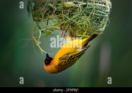 Der afrikanische südliche maskierte Weber, Ploceus velatus, baut das grüne Grasnest. Gelbe Vögel mit schwarzem Kopf mit roten Augen, Tierverhalten in der Habita Stockfoto