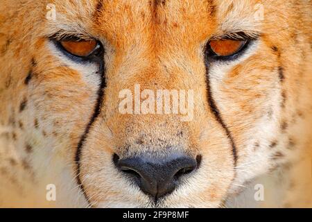 Geparden-Gesicht, Acinonyx jubatus, Nahaufnahme-Porträt einer wilden Katze. Das schnellste Säugetier des Landes, Nxai Pan National Park, Botswana. Wildlife-Szene Stockfoto