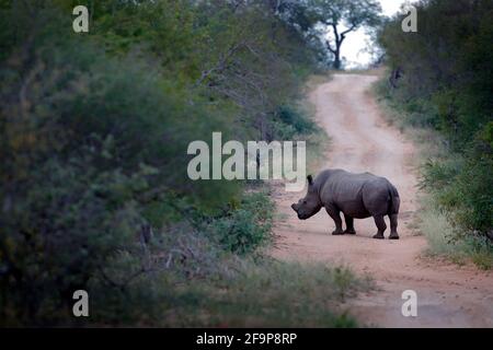 Rhino unterwegs im Wald. Weißes Nashorn, Ceratotherium simum, mit geschnittenen Hörnern, im Naturlebensraum, Kruger-Nationalpark. Afrika. Wildl Stockfoto