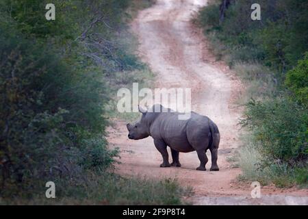 Rhino unterwegs im Wald. Weißes Nashorn, Ceratotherium simum, mit geschnittenen Hörnern, im Naturlebensraum, Kruger-Nationalpark. Afrika. Wildl Stockfoto