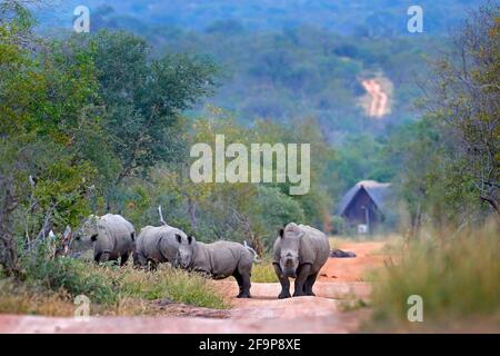 Rhino unterwegs im Wald. Weißes Nashorn, Ceratotherium simum, mit geschnittenen Hörnern, im Naturlebensraum, Kruger-Nationalpark. Afrika. Wildl Stockfoto