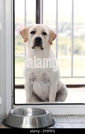 Hungriger trauriger Hund reinrassige Labrador Rasse warten auf das Abendessen Zeit außerhalb Kunststoff Glastür. Leeren Sie die Metallschale aus Stahlblech im Raum. Haustier A Stockfoto