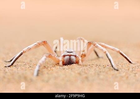 Goldene Radspinne, Carparachne aureoflava, tanzende weiße Dame in der Sanddüne. Gifttier aus der Namib Wüste in Namibia. Reisen in Afrika mit Stockfoto