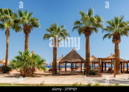 Palmen am sonnigen Strand in tropischem Resort Stockfoto